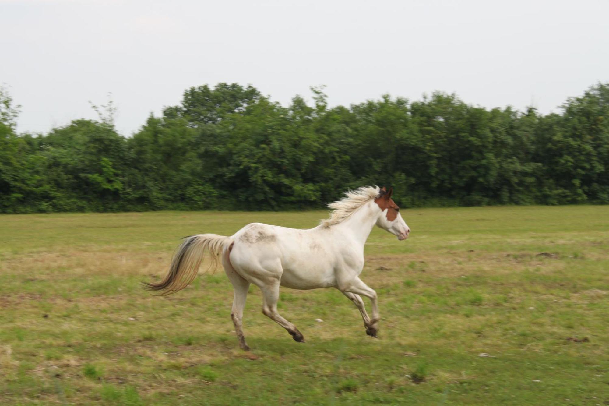 Agriturismo Al Ranch Castello d'Aviano Экстерьер фото