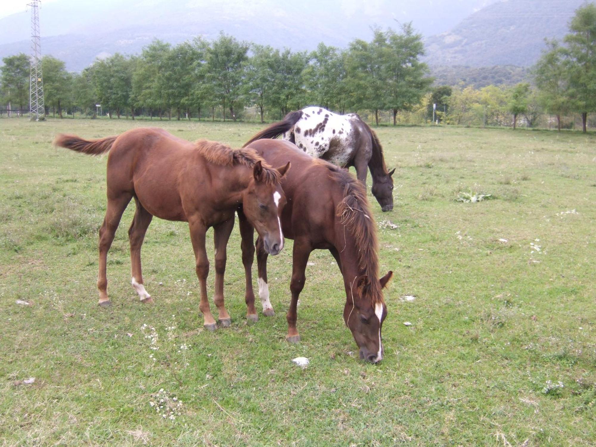 Agriturismo Al Ranch Castello d'Aviano Экстерьер фото